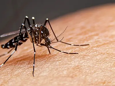 Primeira morte por dengue em 2026 é registrada na RMVale