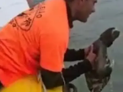 Animal silvestre é flagrado no mar da Praia Brava e resgatado por equipe de passeio; confira no vídeo