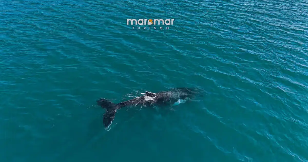 Ilhabela registra o primeiro avistamento de baleia-jubarte do ano no Brasil
