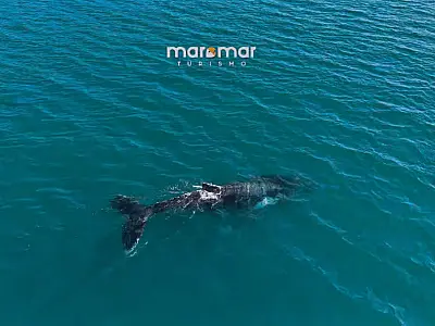 Baleia jubarte. Reprodução   Maremar Turismo