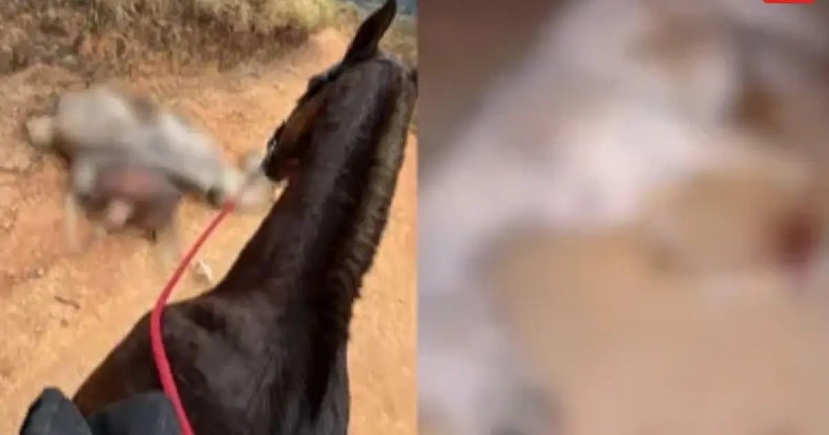 Justiça de Bananal aplica pena de 11 meses a jovem por mutilar cavalo no Vale Histórico