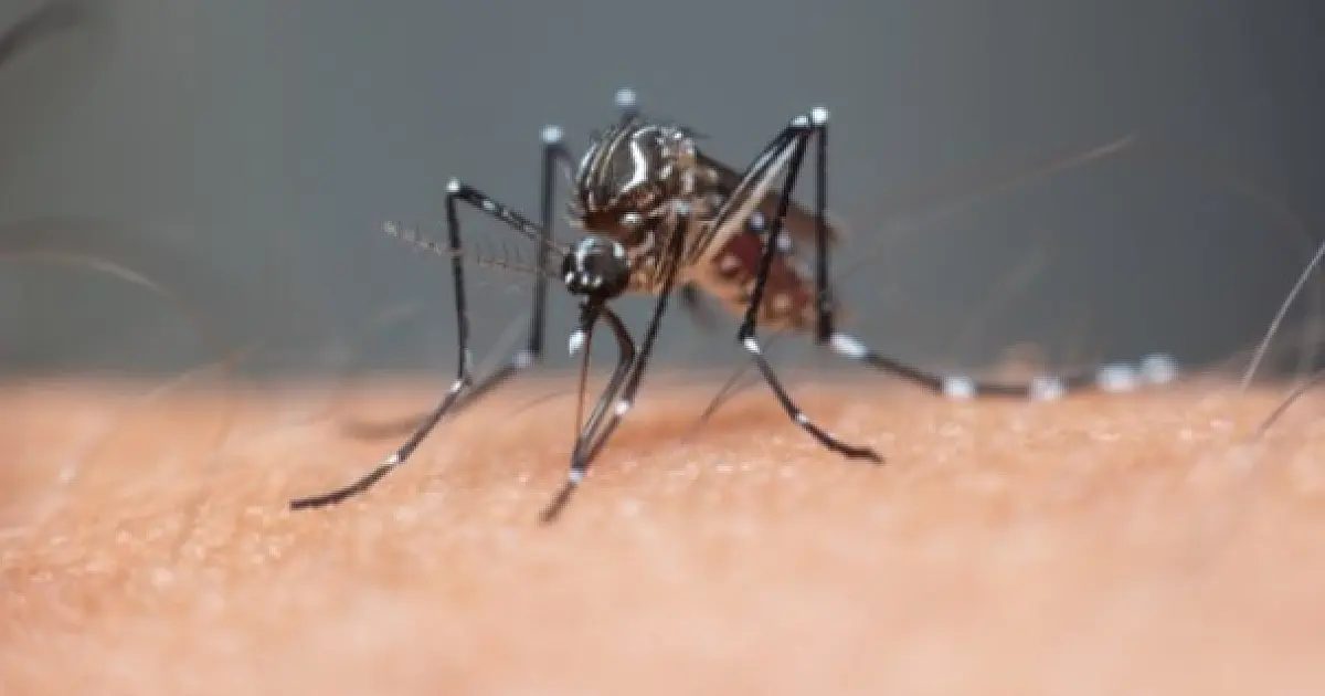 Primeira morte por dengue em 2026 é confirmada em São José