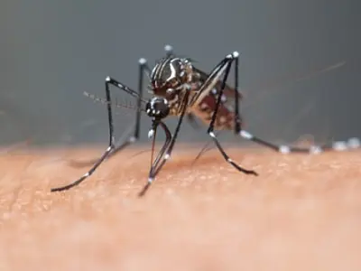 Primeira morte por dengue em 2026 é confirmada em São José