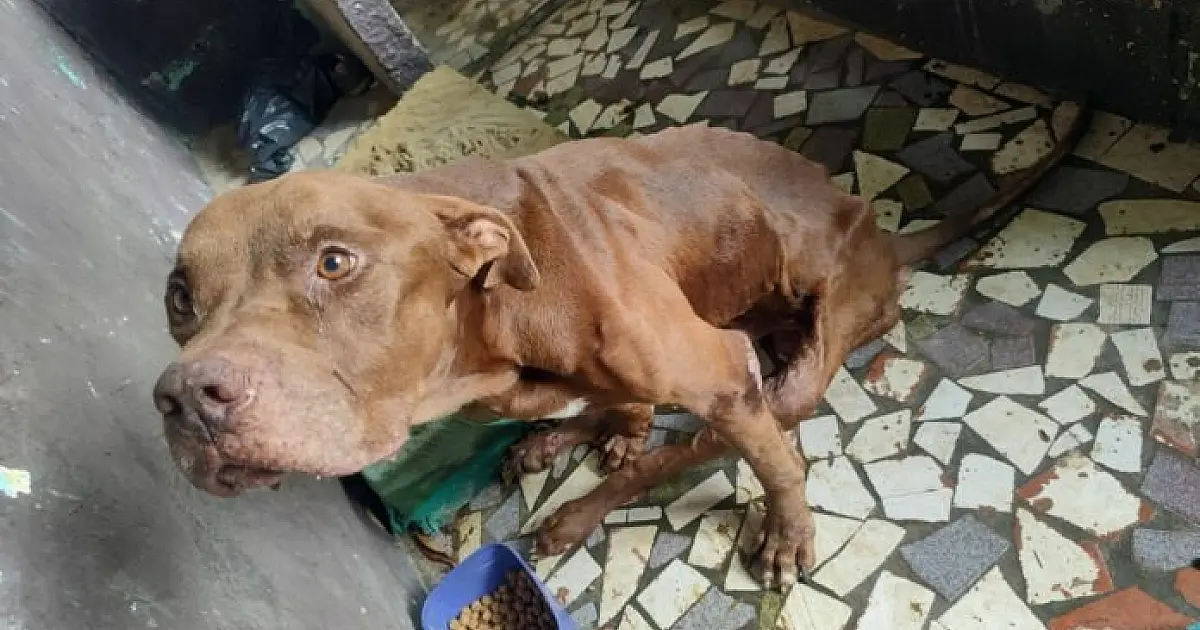 Denúncia de maus-tratos a animal doméstico leva suspeito à prisão e multa de R$ 3 mil em Caraguá