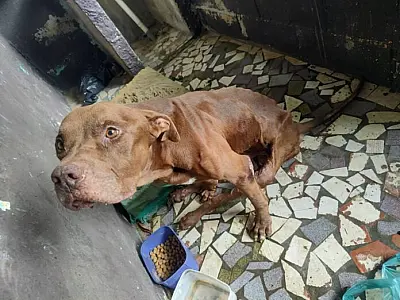 Denúncia de maus-tratos a animal doméstico leva suspeito à prisão e multa de R$ 3 mil em Caraguá