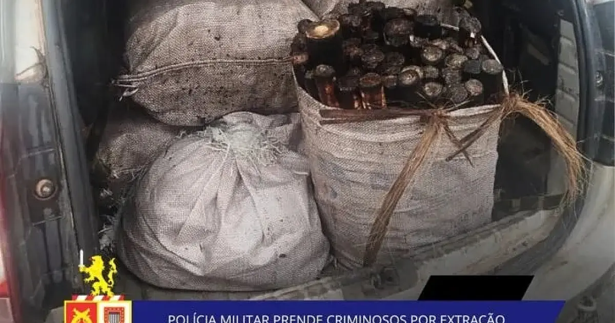 Denúncia leva à apreensão de 500 kg de palmito extraído ilegalmente em Monteiro Lobato