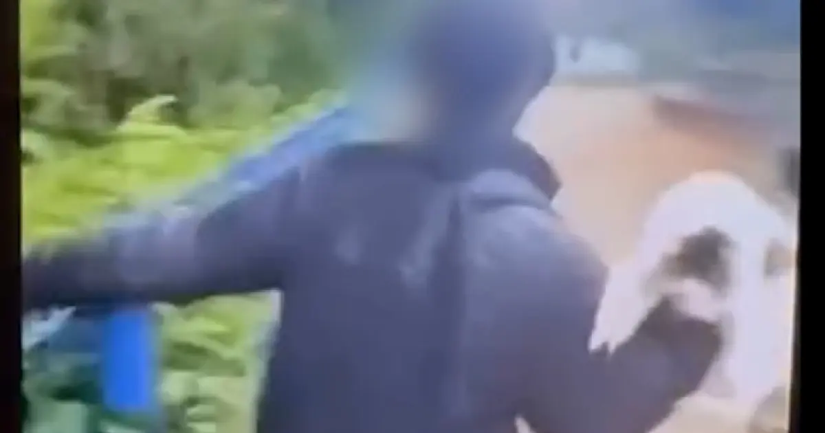 Imagens fortes: vídeo flagra menor de idade jogando gato em rio em São Luiz do Paraitinga