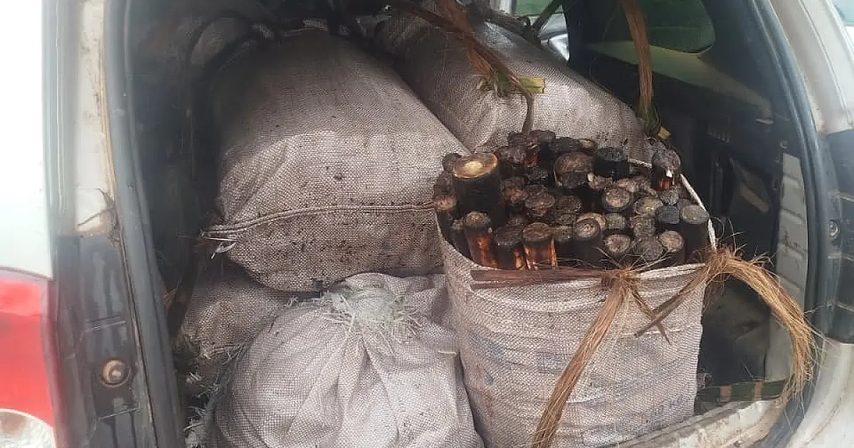 Apreensão de 385 palmitos resulta em multa de quase R$ 700 mil em Monteiro Lobato