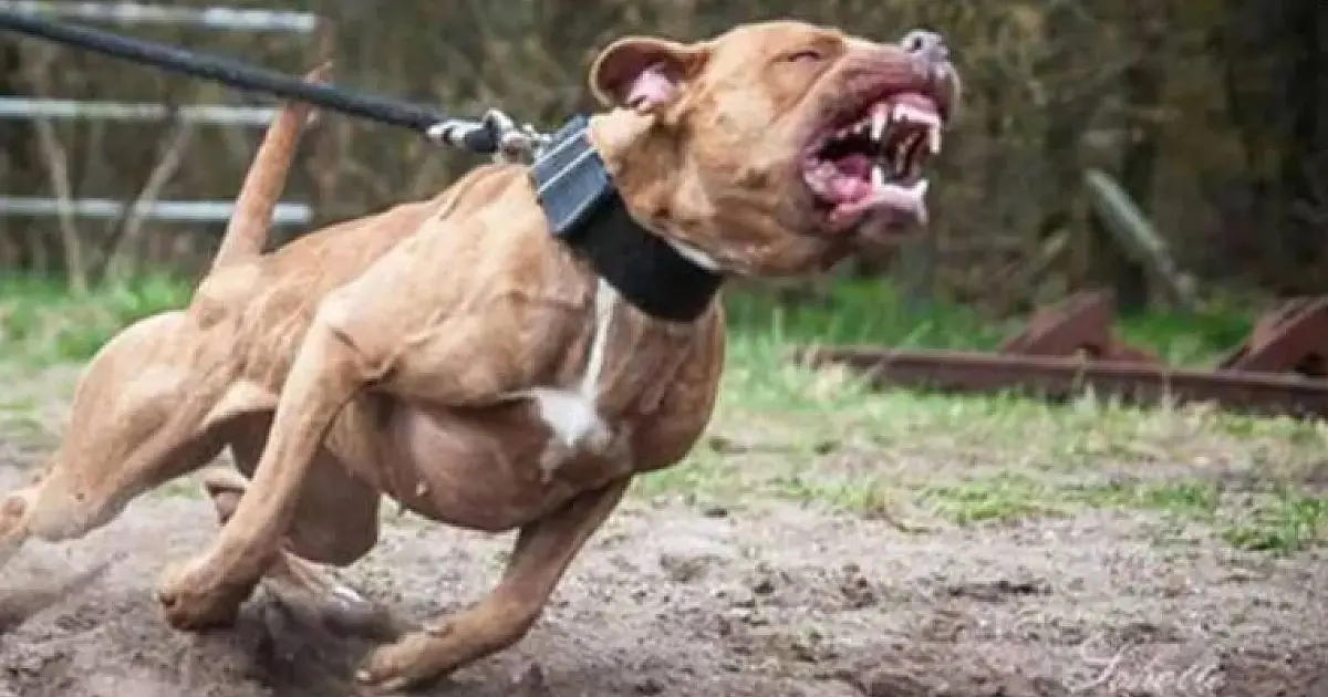 Mulher de 69 anos fica gravemente ferida por pitbulls e é resgatada pelo helicóptero águia em São José