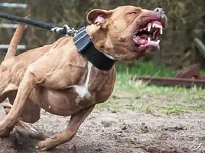 Mulher de 69 anos fica gravemente ferida por pitbulls e é resgatada pelo helicóptero águia em São José