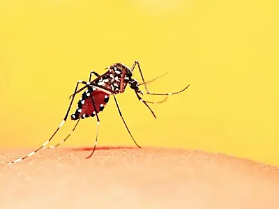 Primeiro óbito por febre amarela é confirmado em Taubaté