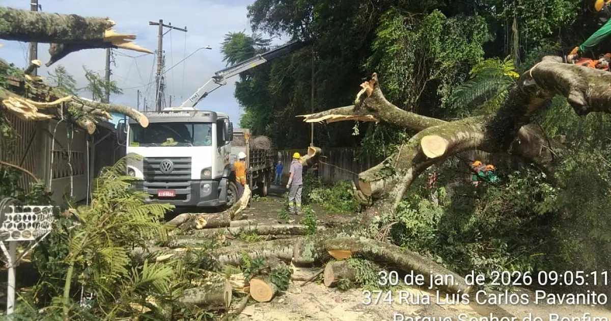 Árvore de grande porte cai sobre quatro casas e interdita rua em Taubaté