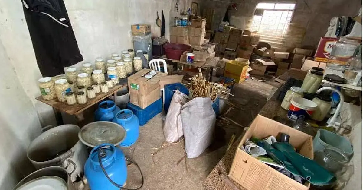Jacareí: operação policial apreende 350 kg de palmito em fábrica clandestina