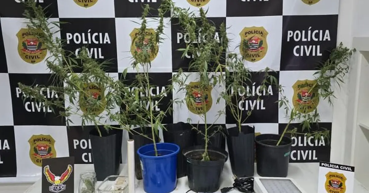 Polícia Civil apreende drogas e equipamentos de cultivo durante operação em São José