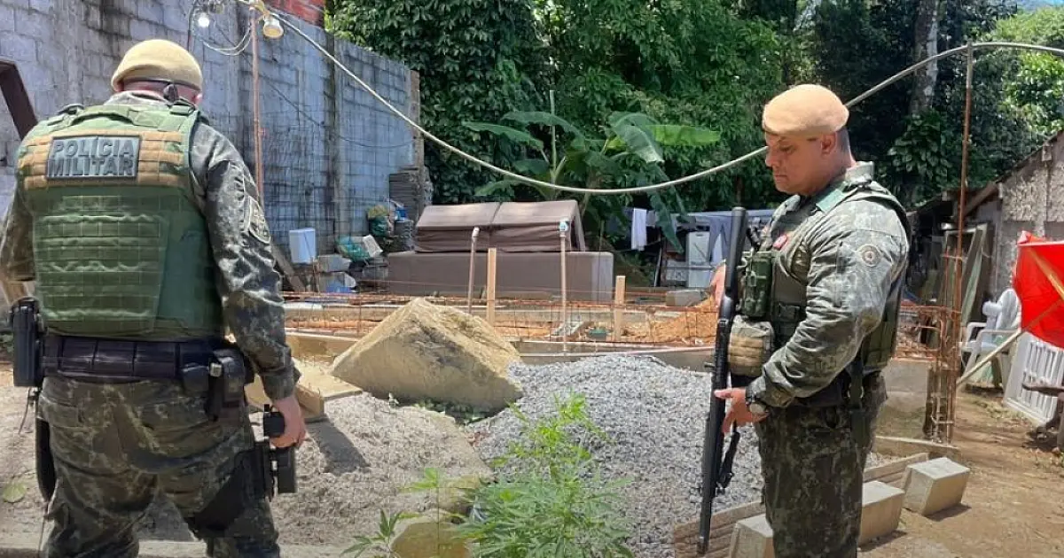 Operação Impacto: polícia descobre cultivo de maconha em área de preservação em São Sebastião