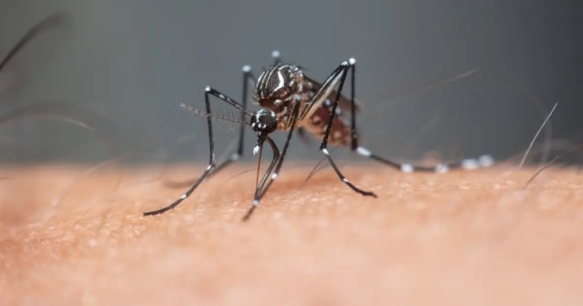 Segunda morte por dengue é confirmada em Jacareí