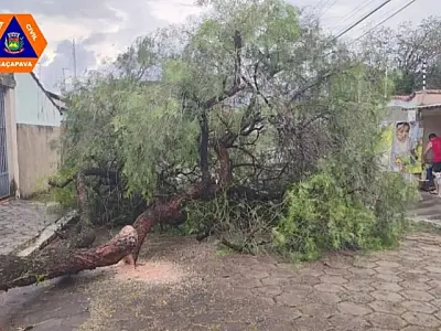 Temporal registra 10 ocorrências e queda de árvores em Caçapava