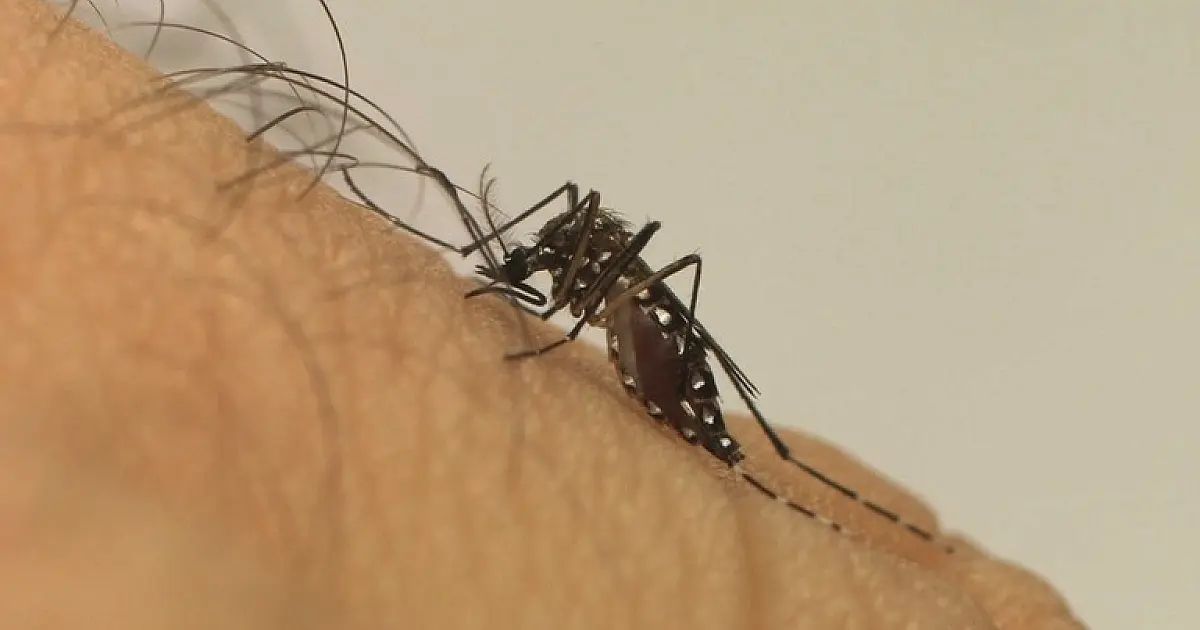Com 630 casos confirmados Taubaté declara epidemia de dengue em 2026