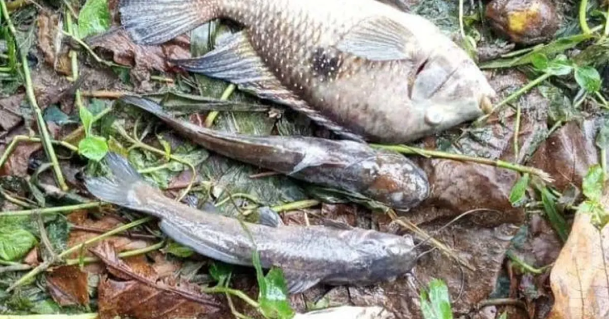 Contaminação química no Rio Maresias gera multa de R$ 100 mil à Sabesp em São Sebastião