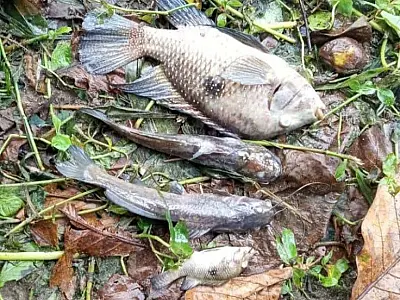 Contaminação química no Rio Maresias gera multa de R$ 100 mil à Sabesp em São Sebastião