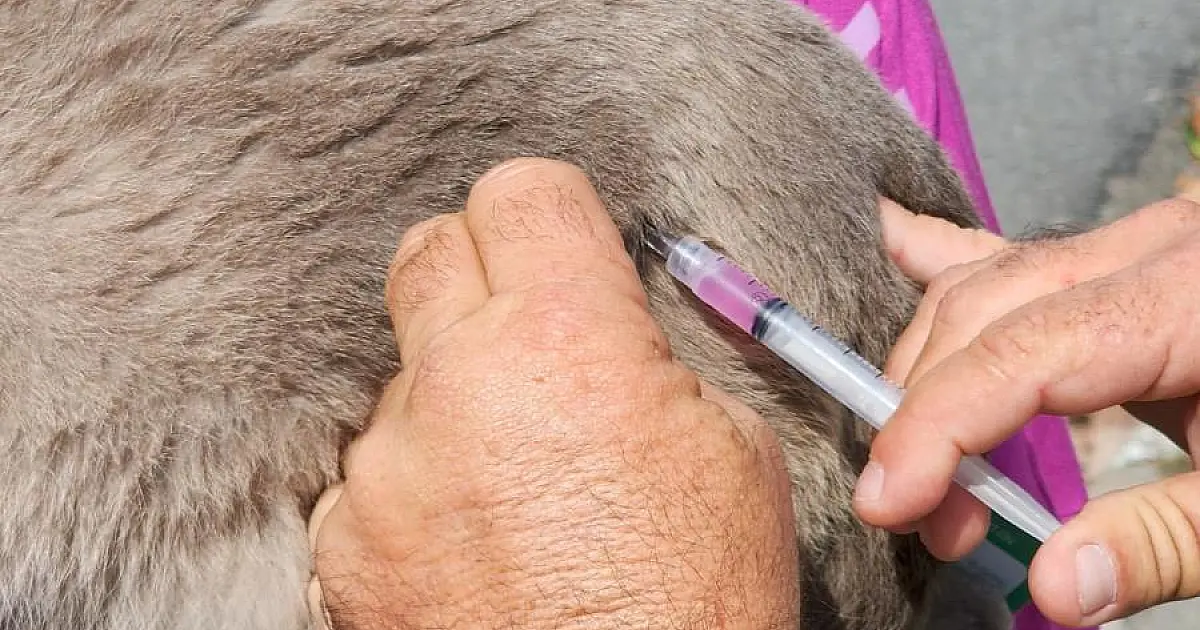 Prefeitura de Taubaté realiza vacinação antirrábica de cães e gatos na Praça Santa Terezinha