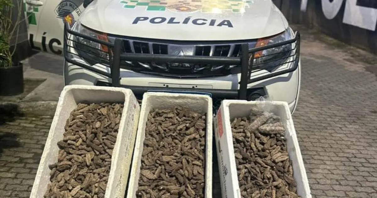 Espécie marinha ameaçada é encontrada em esquema de comércio ilegal em Ubatuba