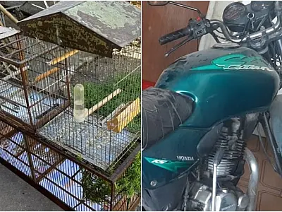 Denúncia leva à apreensão de aves silvestres e moto roubada em São José