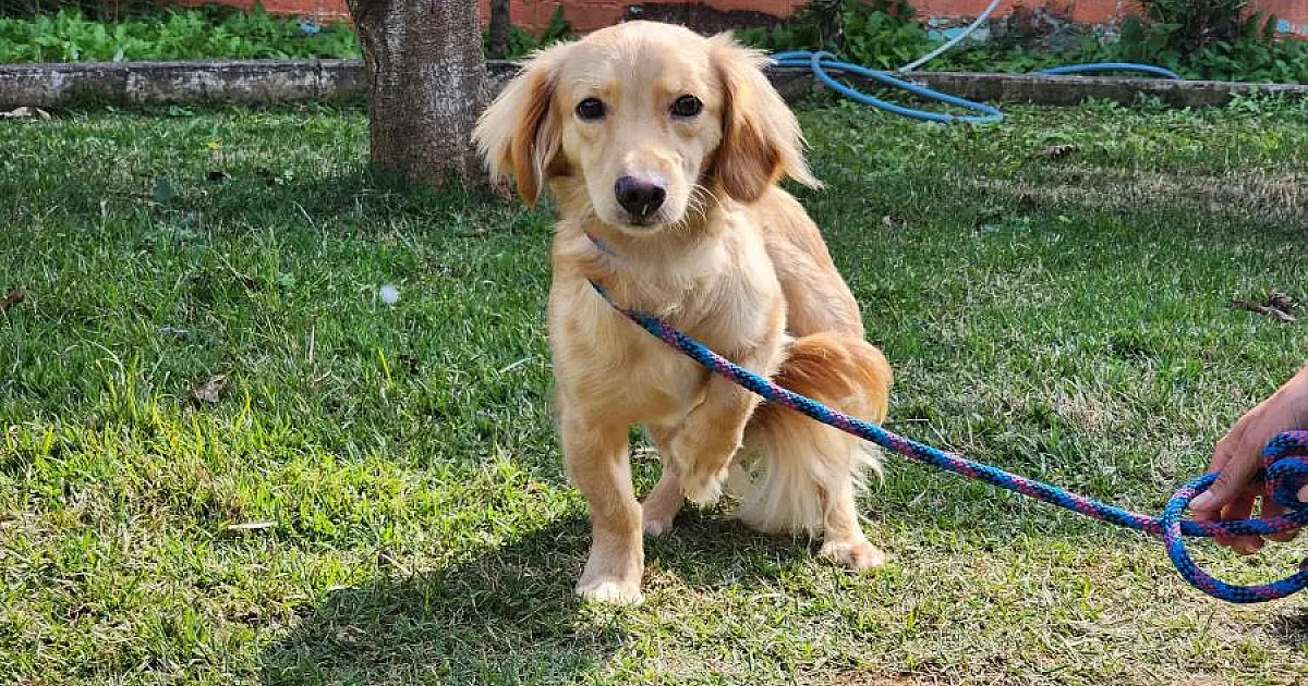 Nova feira de adoção de animais e microchipagem acontece nesta sexta, na praça Santa Terezinha