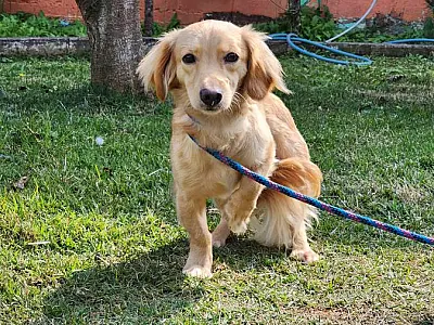 Nova feira de adoção de animais e microchipagem acontece nesta sexta, na praça Santa Terezinha