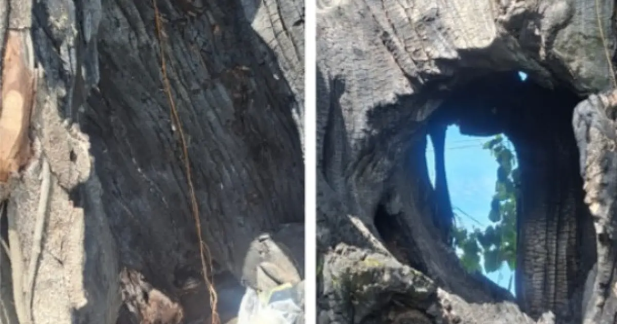 VÍDEO: Fortes chuvas derrubam árvores em Caçapava