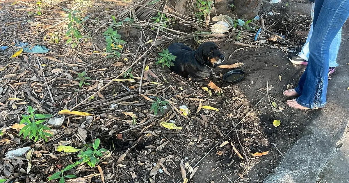 Polícia Ambiental aplica multa de R$ 90 mil por maus-tratos a animais em Guaratinguetá