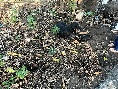 (Imagem: Divulgação / PM Ambiental)