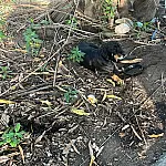 Polícia Ambiental aplica multa de R$ 90 mil por maus-tratos a animais em Guaratinguetá