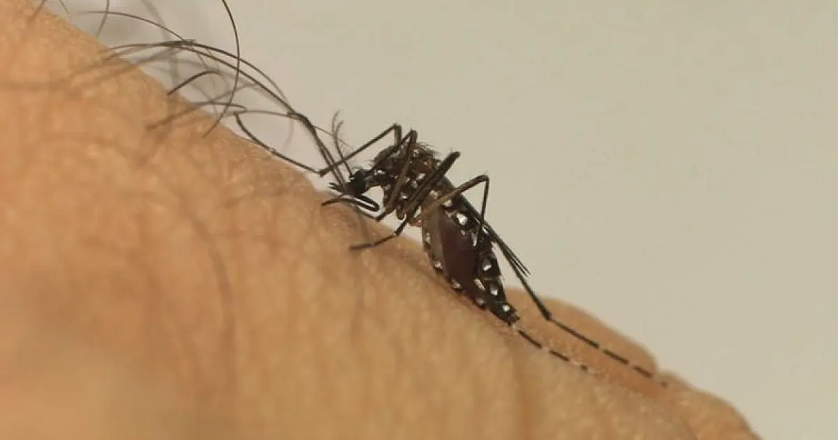 Taubaté registra nova morte por dengue e chega ao segundo óbito confirmado em 2026