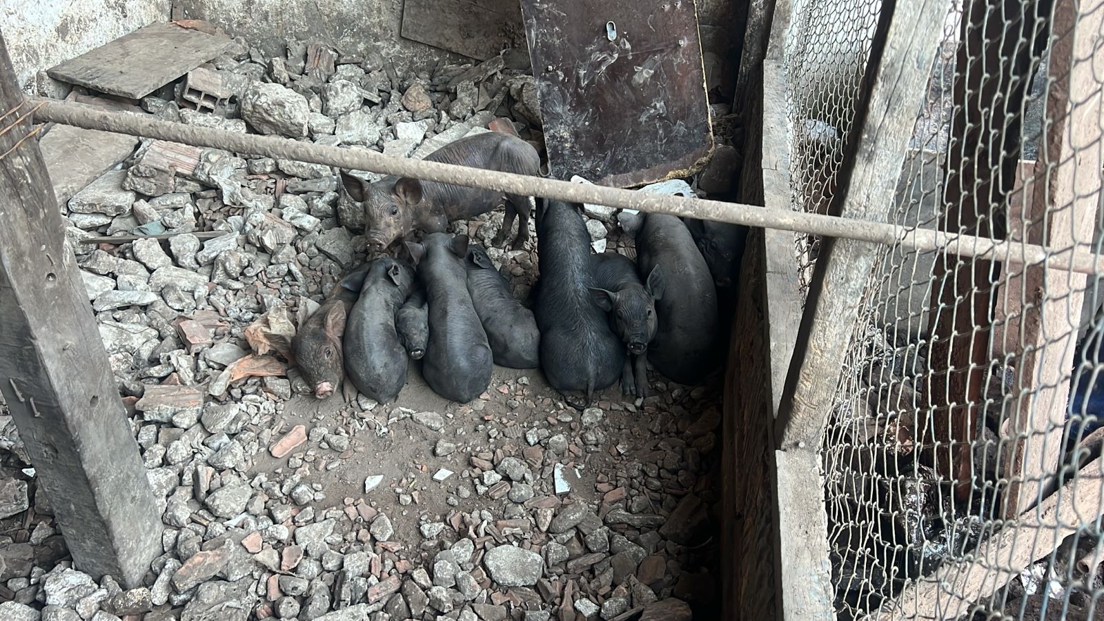 (Imagem: Divulgação / PM Ambiental)