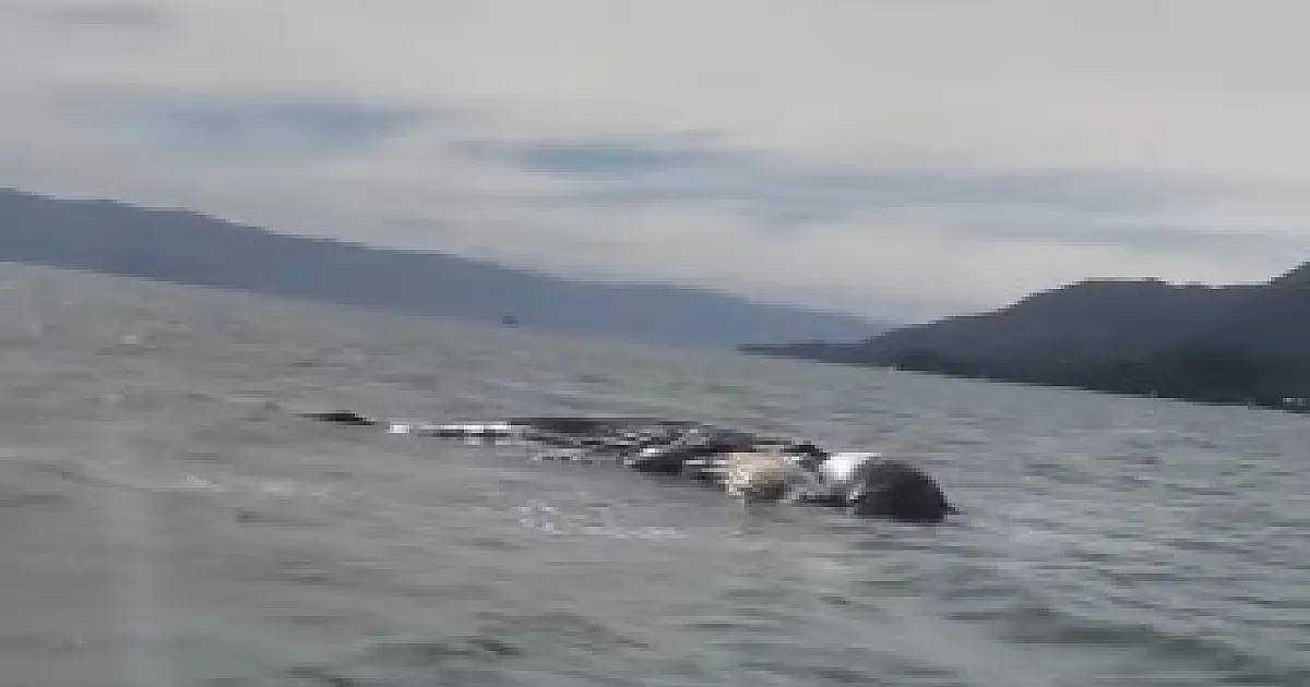 Litoral Norte: baleia-jubarte é encontrada em decomposição entre São Sebastião e Ilhabela