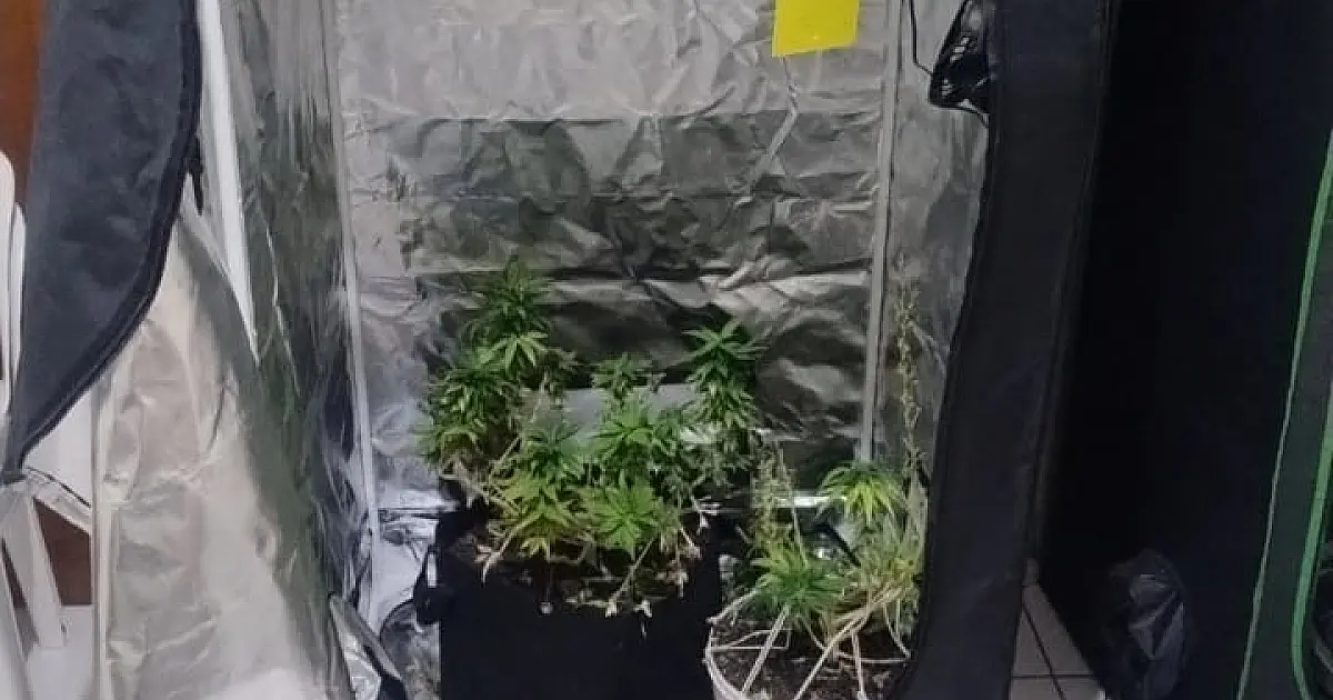 Estufa para cultivo de maconha é descoberta pela PM em residência em Potim; suspeito de 19 anos é preso