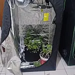 Estufa para cultivo de maconha é descoberta pela PM em residência em Potim; suspeito de 19 anos é preso