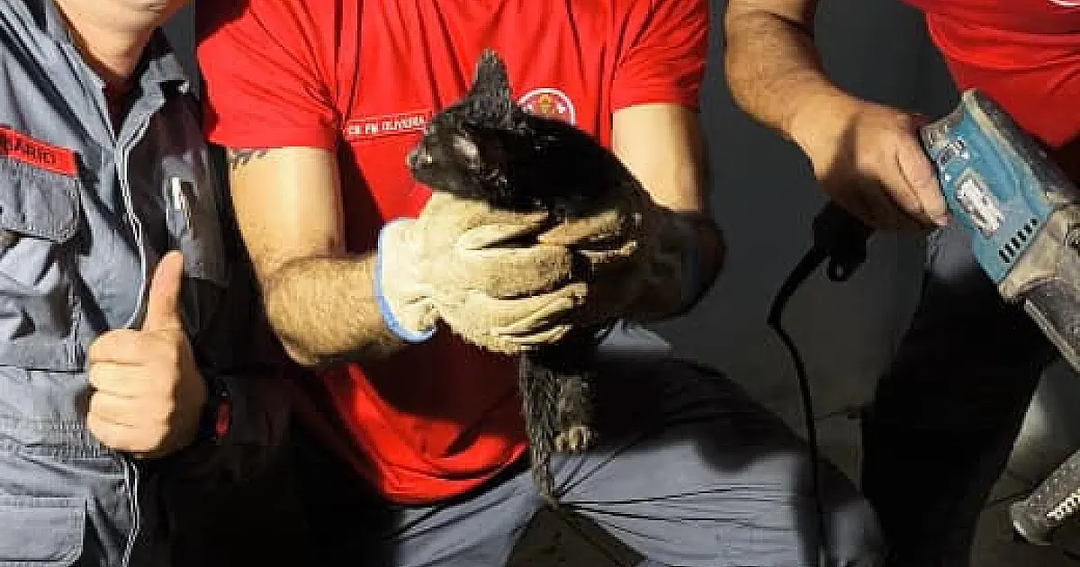 Bombeiros removem piso de residência para salvar gato preso em tubulação em Ubatuba