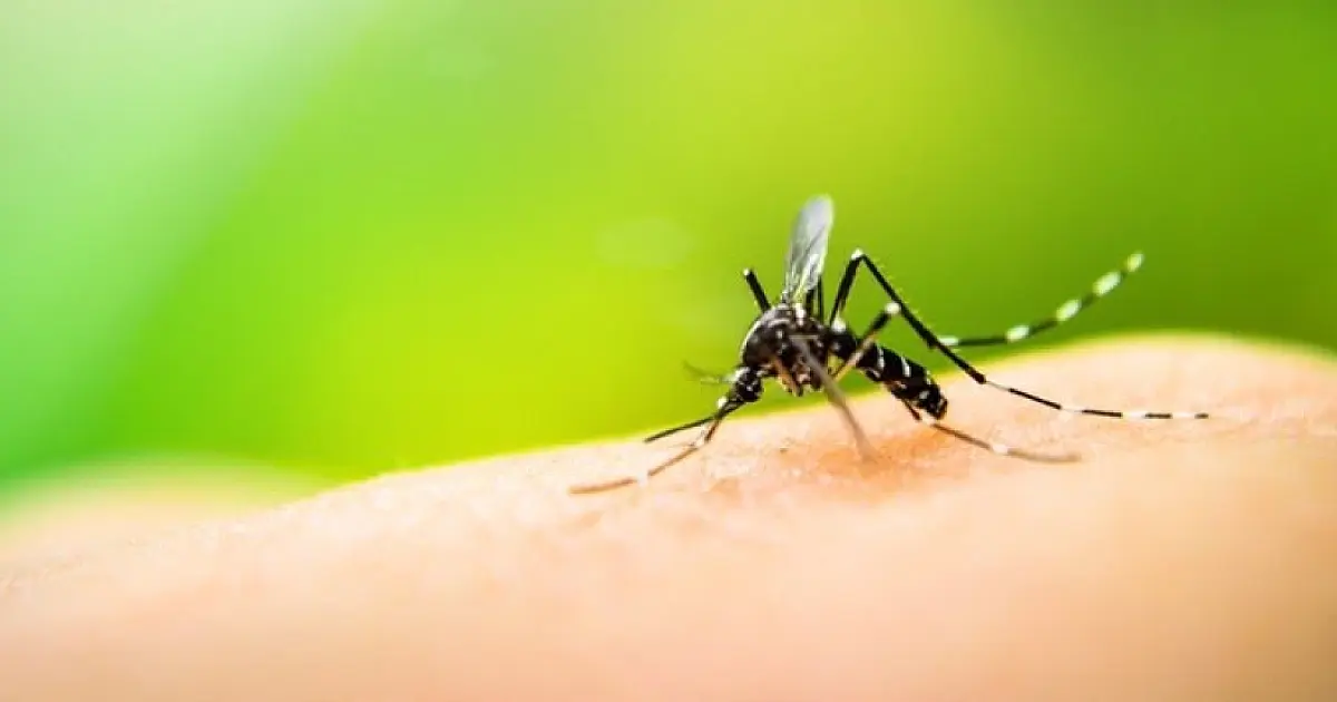 Nova morte por dengue é confirmada em Taubaté; cidade lidera registros na RMVale
