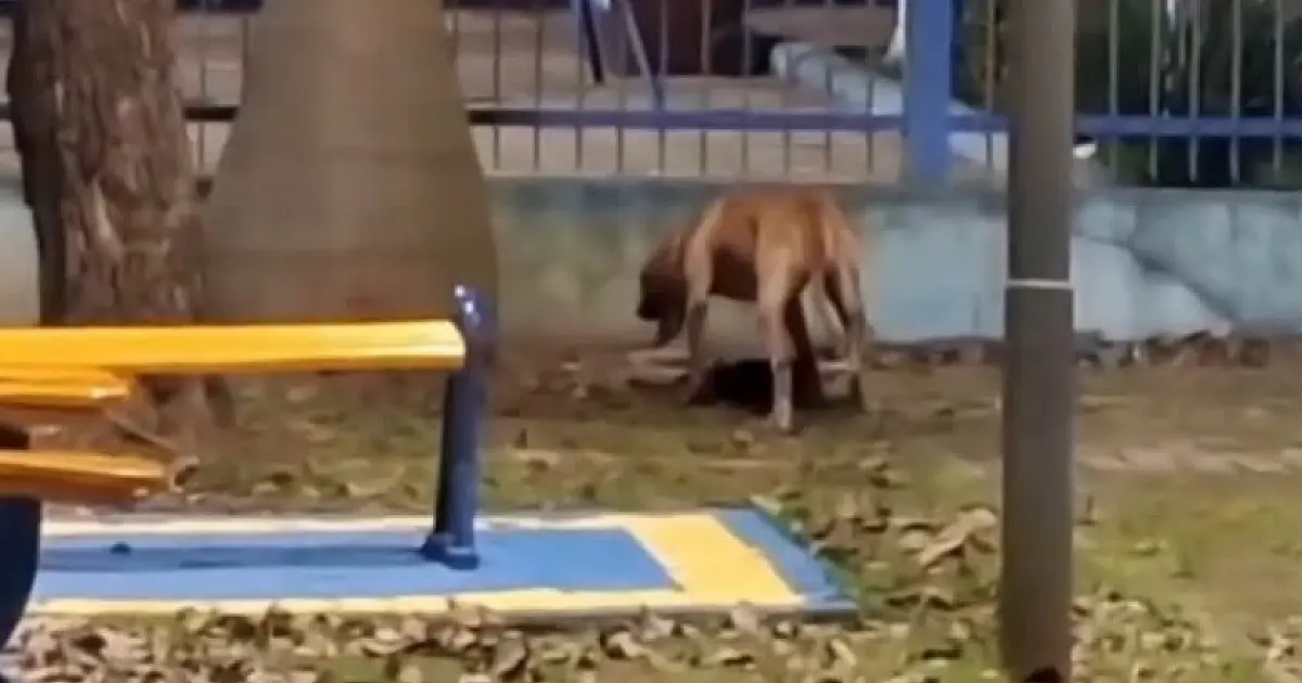 Corpo de Bombeiros e GCM atendem ataque de cão no Monte Castelo, em São José