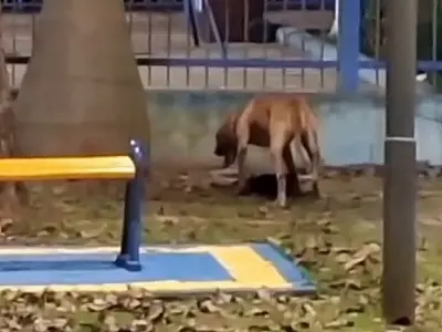 (Imagem: Reprodução)