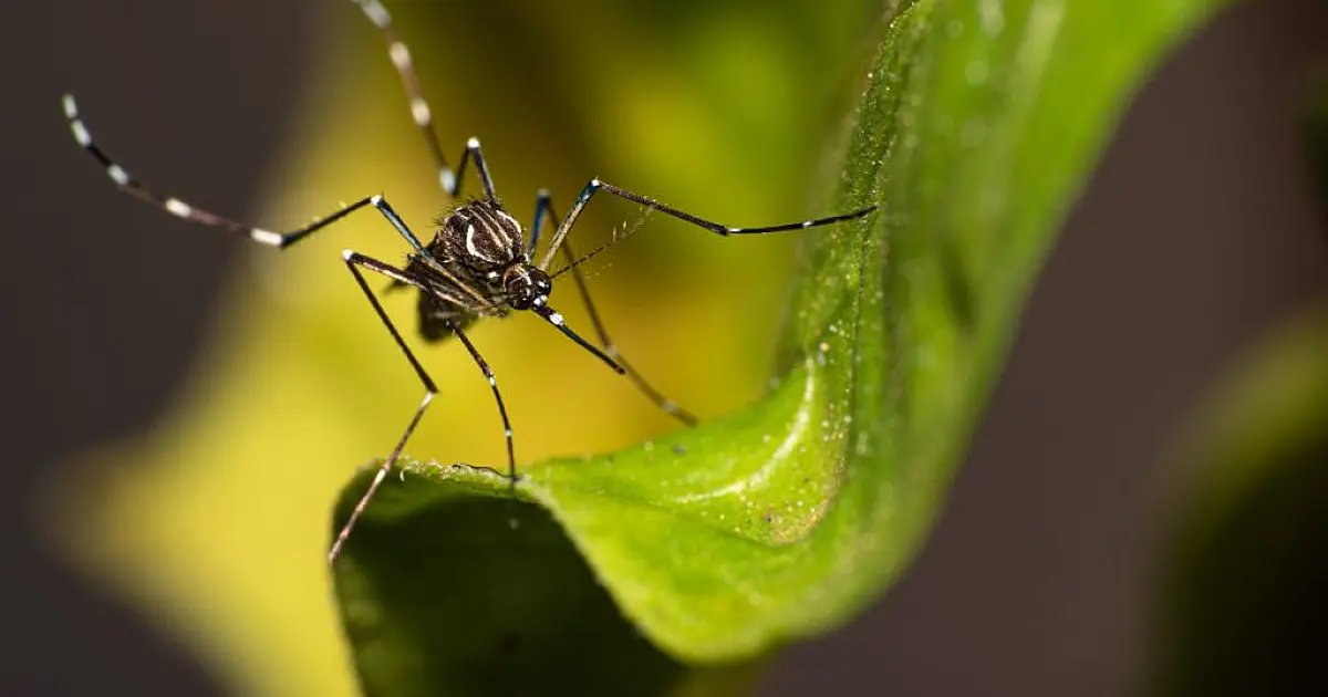 Em epidemia por dengue Taubaté registra novas mortes em atualização do Governo de São Paulo