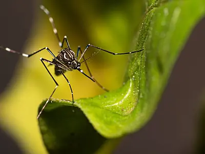 Em epidemia por dengue Taubaté registra novas mortes em atualização do Governo de São Paulo