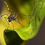Em epidemia por dengue Taubaté registra novas mortes em atualização do Governo de São Paulo