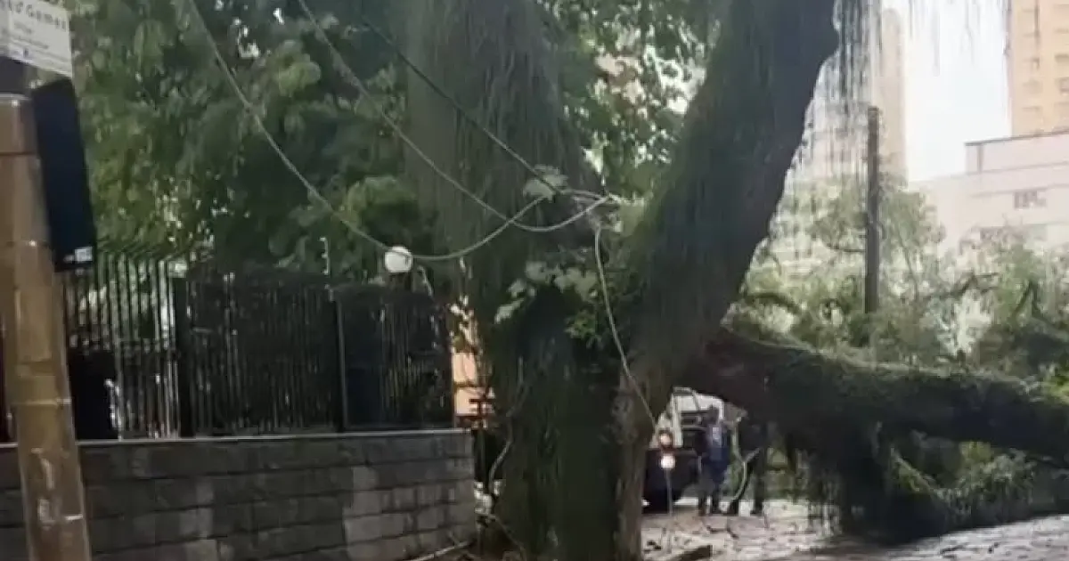 Queda de árvore mobiliza equipes e bloqueia via na Vila Adyana, em São José