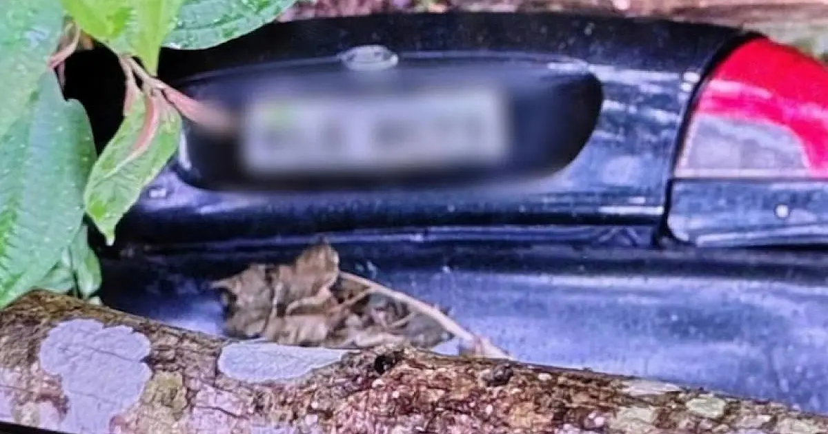 Polícia Civil investiga morte de motorista encontrado em ribanceira em São Francisco Xavier
