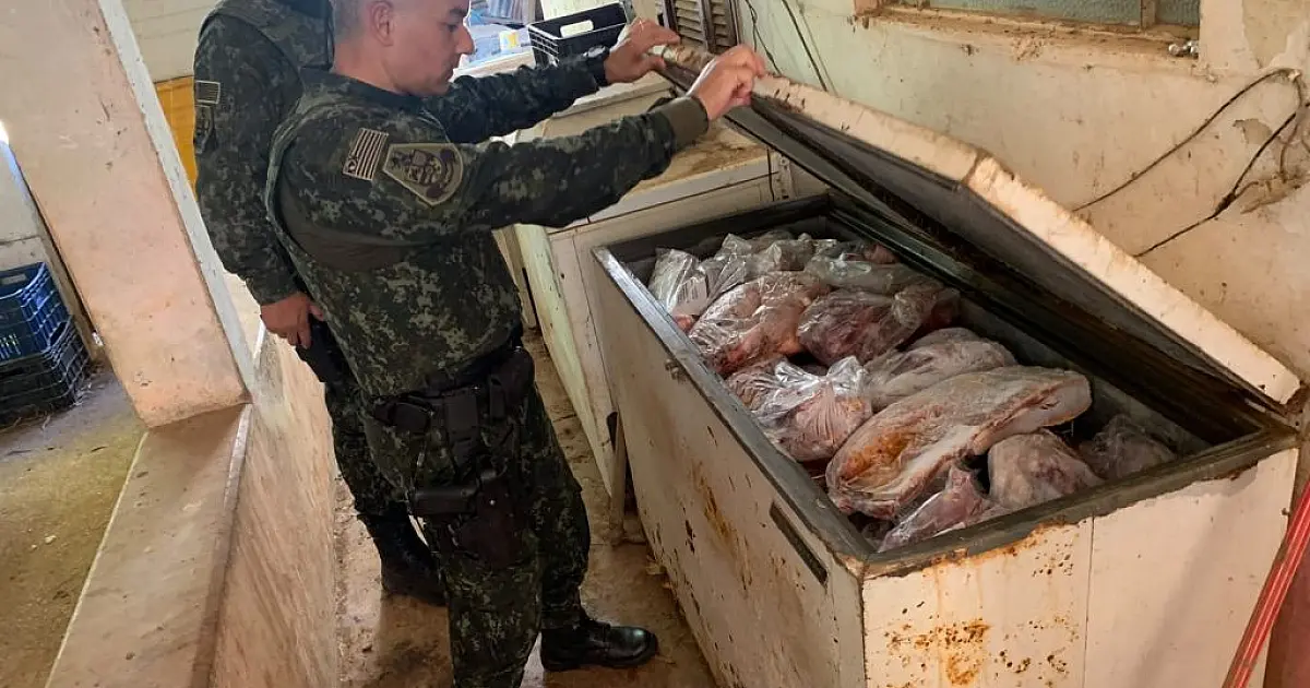 Fiscalização da PM Ambiental encontra 800 kg de carne, 52 porcos e arma de fogo em imóvel rural em Jacareí