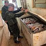 Fiscalização da PM Ambiental encontra 800 kg de carne, 52 porcos e arma de fogo em imóvel rural em Jacareí