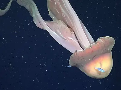 (Imagem: ROV SuBastian / Schmidt Ocean Institute)